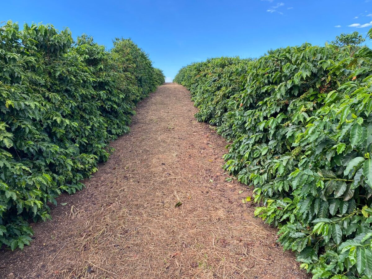Pesquisadoras da Epamig alertam para desafios da atual safra de café